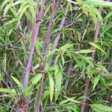 Borinda Boliana, Himalayan Blue Mountain Bamboo Plant For Your Garden