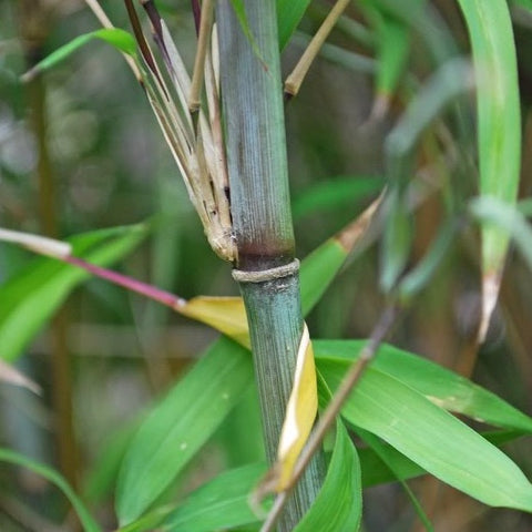 Borinda Boliana, Himalayan Blue Mountain Bamboo Plant For Your Garden