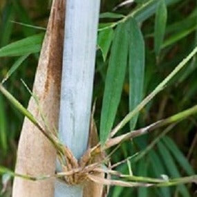 Borinda Macclureana Bamboo