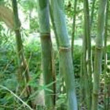Borinda Angustisima Clumping Bamboo Plant For Your Home And Garden