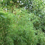 Borinda Angustisima Clumping Bamboo Plant For Your Home And Garden