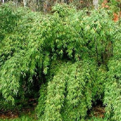 Buy Online Borinda Utilis Clumping Bamboo Plant For Your Home & Garden