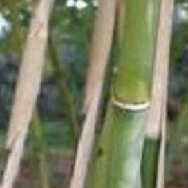 Buy Online Borinda Utilis Clumping Bamboo Plant For Your Home & Garden