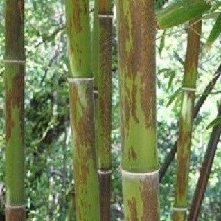 Buy Online Phyllostachys Nigra Bory Black Bamboo Plant For Your Garden