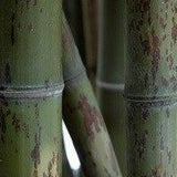 Buy Online Phyllostachys Nigra Bory Black Bamboo Plant For Your Garden