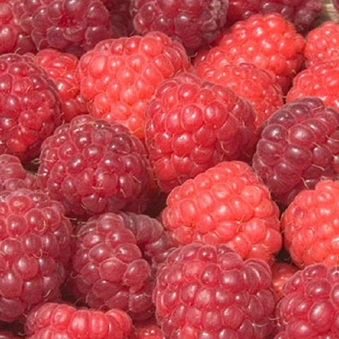 Latham Raspberry Stem Red Color Buy Online Latham Red Raspberry Fruit Plants For Your Home And Garden ...