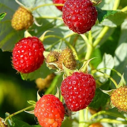 Buy Online Boyne Red Raspberry Fruit Plants For Your Home & Garden ...