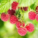 Buy Online Boyne Red Raspberry Fruit Plants For Your Home & Garden