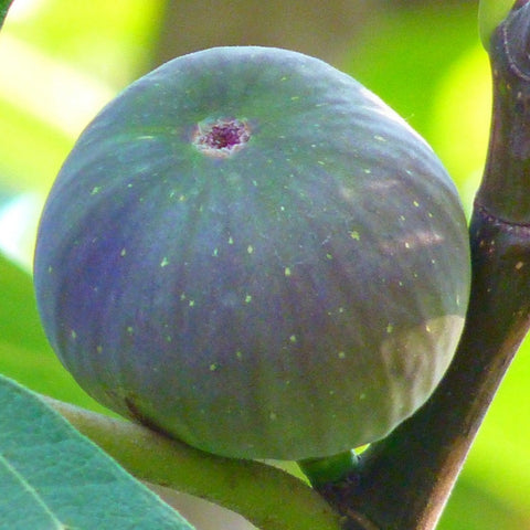 Brown Turkey Fig