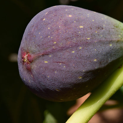 Brown Turkey Fig