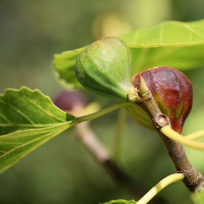 Brown Turkey Fig