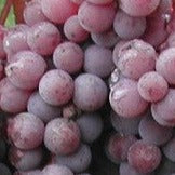 Buy Online Canadice Grape Fruit Vine For Your Home And Garden. 