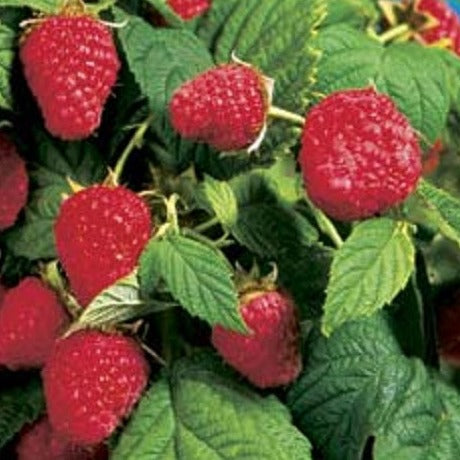 Buy Online Lewis Red Raspberry Fruit Plants For Your Home & Garden