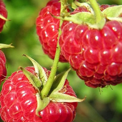 Buy Online Coho Red Raspberry Fruit Plants For Your Home & Garden
