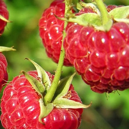 Buy Online Nova Red Raspberry Fruit Plants For Your Home & Garden