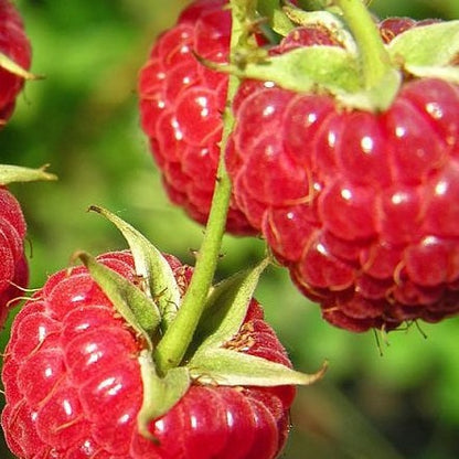 Buy Online Nova Red Raspberry Fruit Plants For Your Home & Garden