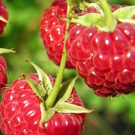 Buy Online Coho Red Raspberry Fruit Plants For Your Home & Garden