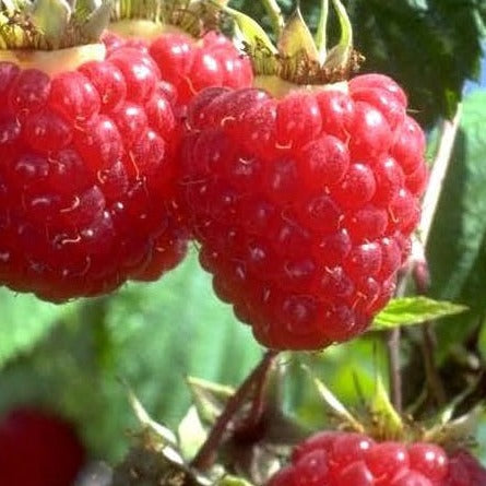 Buy Online Kokanee Red Raspberry Fruit Plants For Your Home & Garden ...