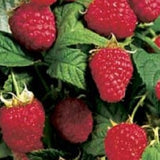 Buy Online Willamette Red Raspberry Fruit Plants For Your Home & Garden