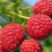 Buy Online Canby Red Raspberry Fruit For Your Home And Garden. – Maya ...
