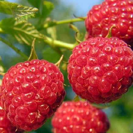 Canby Red Raspberry