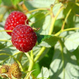 Buy Online Canby Red Raspberry Fruit For Your Home And Garden. – Maya ...