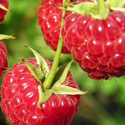 Canby Red Raspberry