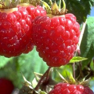 Buy Online Canby Red Raspberry Fruit For Your Home And Garden. – Maya ...