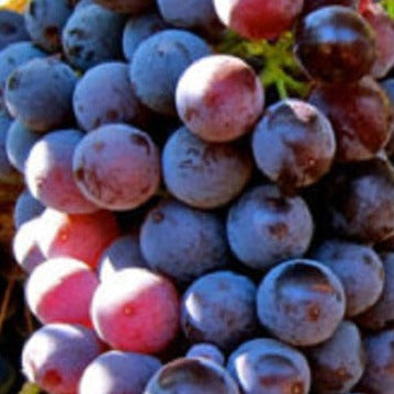 Catawba Red Grape