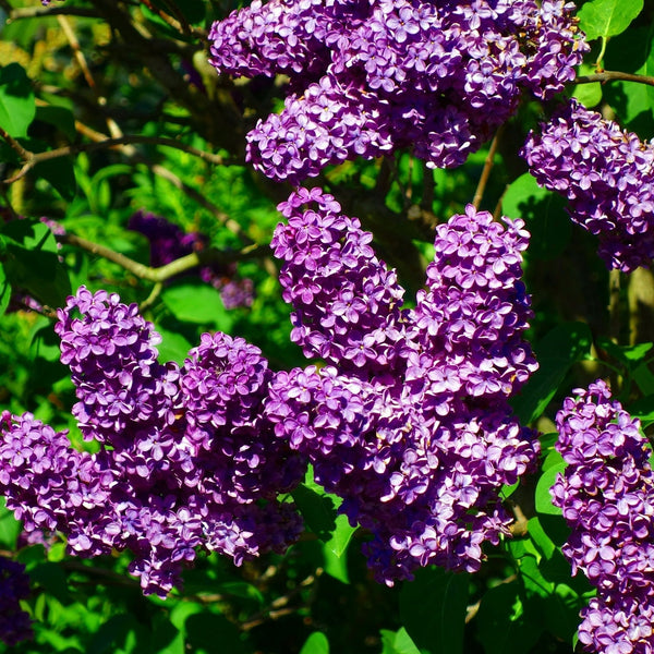 Charles Joly French Lilac