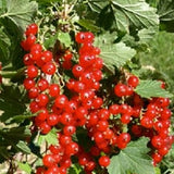 Buy Online Cherry Red Currant Fruit For Your Home And Garden