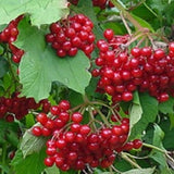 Buy Online Cherry Red Currant Fruit For Your Home And Garden