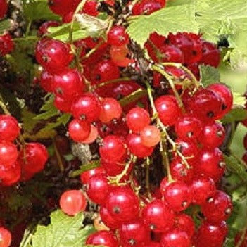 Buy Online Cherry Red Currant Fruit For Your Home And Garden