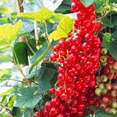 Buy Online Cherry Red Currant Fruit For Your Home And Garden
