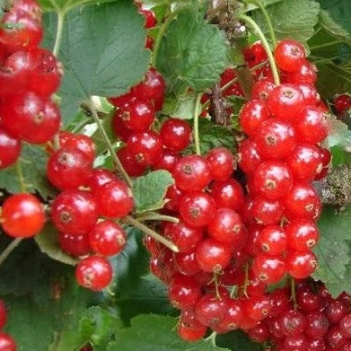 Buy Online Cherry Red Currant Fruit For Your Home And Garden