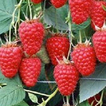 Chilcotin Raspberry Height Buy Online Chilcoten Red Raspberry Fruit Plants For Your Home & Garden ...