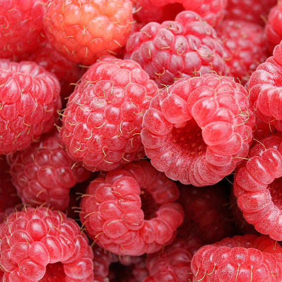 Vintage Red Raspberry