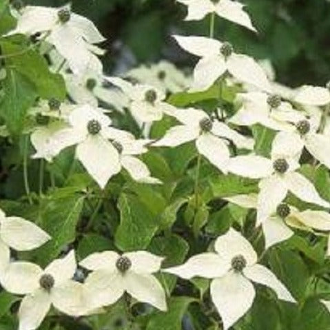 Buy Online Cornus Kousa Chinensis Chinese White Flowering Dogwood Tree