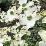 Buy Online Cornus florida, Pink Flowering Dogwood For Your Garden. 