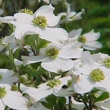 Buy Online Cornus florida, Pink Flowering Dogwood For Your Garden. 