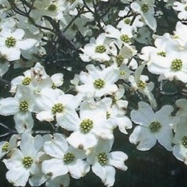 Buy Online Cornus florida, Pink Flowering Dogwood For Your Garden. 
