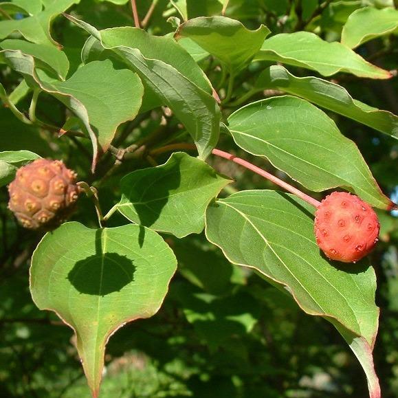 Buy Online Cornus Kousa Chinensis Chinese White Flowering Dogwood Tree