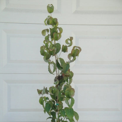 Buy Online Cornus Kousa Chinensis Chinese White Flowering Dogwood Tree