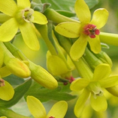 Buy Online Crandell Black Currant Fruit For Your Home And Garden.