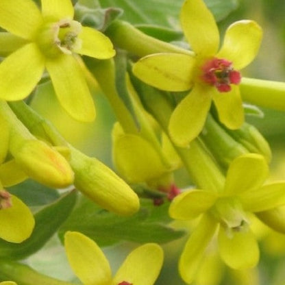 Buy Online Crandell Black Currant Fruit For Your Home And Garden.