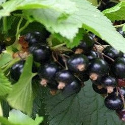 Buy Online Crandell Black Currant Fruit For Your Home And Garden.