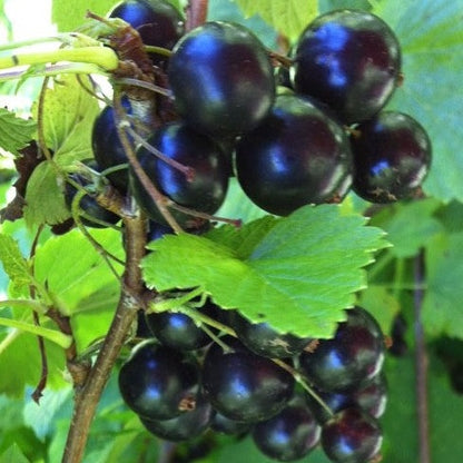 Buy Online Crandell Black Currant Fruit For Your Home And Garden.