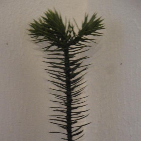 Araucaria araucana, Monkey Puzzle Tree