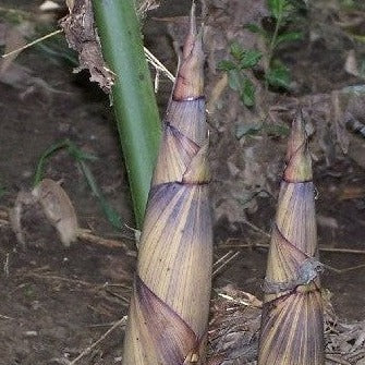 Buy Online Phyllostachys Decora Bamboo Plant For Your Home And Garden.