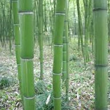Buy Online Dulcis Sweet Shoot Bamboo Plant For Your Home and Garden.